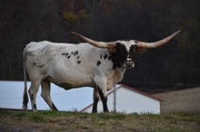 Rustic Chincoteague