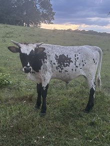 Jazzy Bull Calf