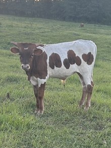 Lucky Bull Calf